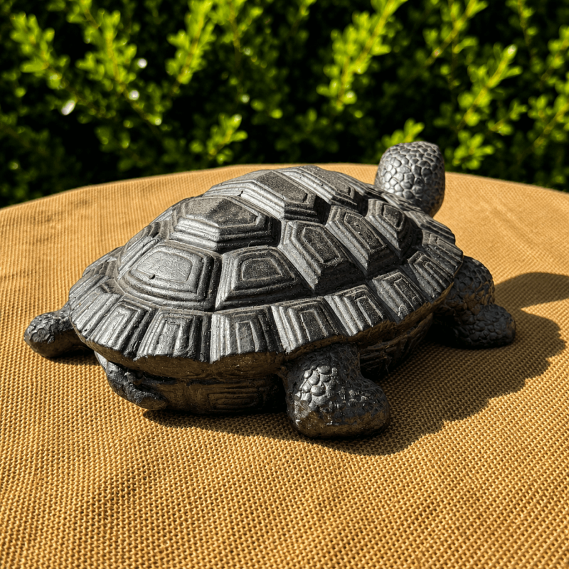 Tortuga terrestre gris antracita – Vista lateral
