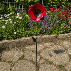 Centro negro y estambres de la amapola decorativa – Vista de cerca