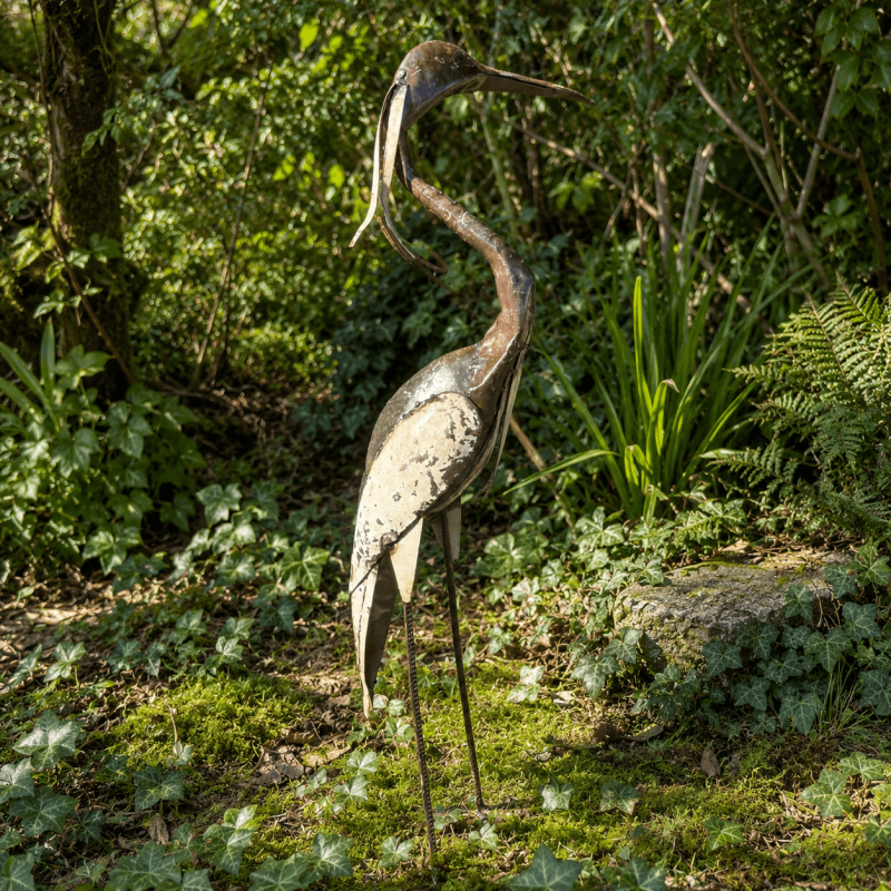 Garza azulada – vista lateral