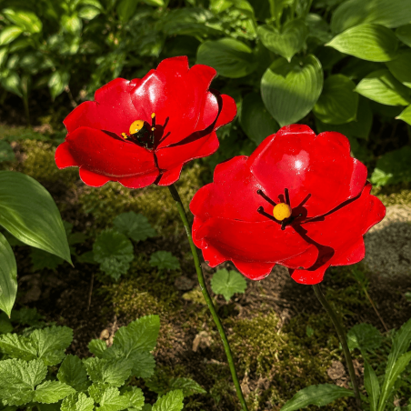 Amapola