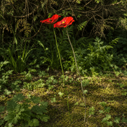 Amapola – resumen