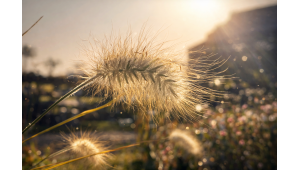 Naturaleza y biodiversidad en el jardín